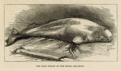 王立水族館で死んだクジラ 作： English School