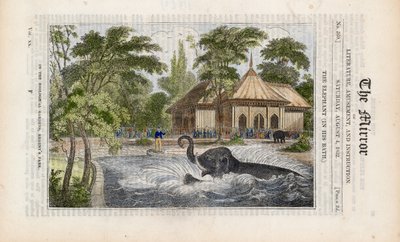 リージェンツパークの動物園にいるお風呂の象 作： English School