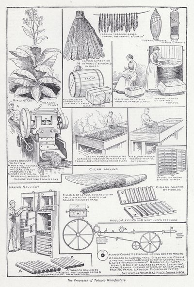 タバコの製造工程（リトグラフ）について 作： English School