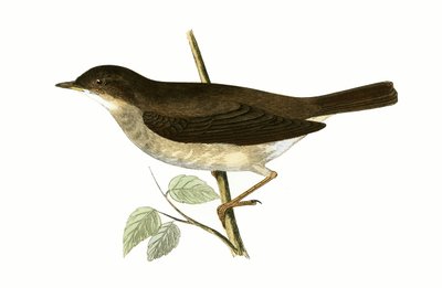 ツグミナイチンゲール、チャールズロバートブリー（1811-86）による「イギリス諸島では観察されないヨーロッパの鳥の歴史」のイラスト、1867年発行 作： English School