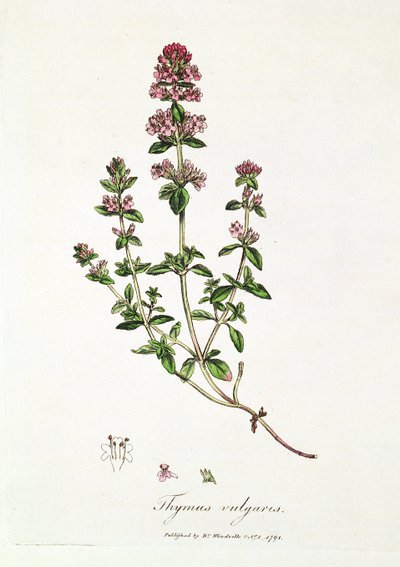 タイム（Thymus vulgaris）、ウッドヴィル博士著 作： English School