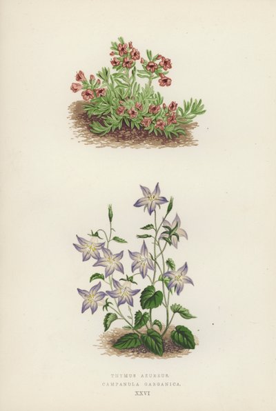 Thymus azureus; Campanula garganica（カラーリトグラフ） 作： English School