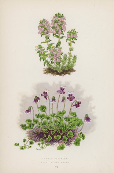Thymus Striatus; Erpetion Reniforme（カラーリトグラフ） 作： English School