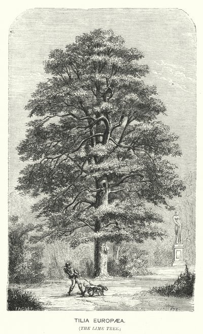 Tilia Europaea, The Lime Tree (エングレービング) 作： English School