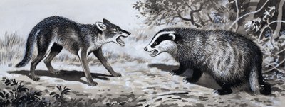 歯と爪：戦闘中の動物 作： English School