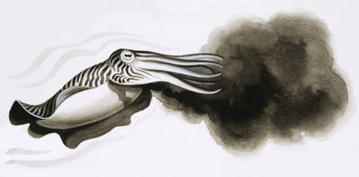 歯と爪：戦争の武器。イカの魚 作： English School
