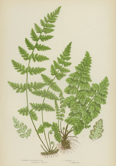 Toothed Bladder Fern, Dickies Fern (カラーリトグラフ) 作： English School