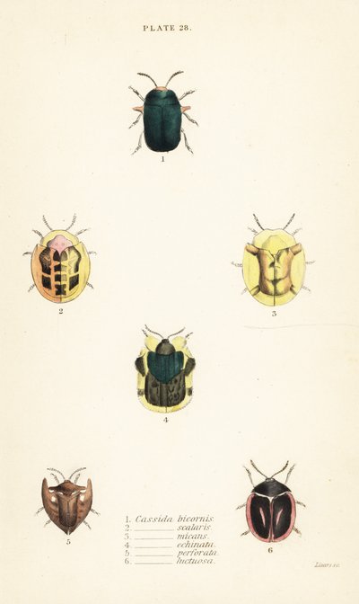 カメムシ類：Omocerus bicornis 1、Cassida scalaris 2、Cassida micans 3、Cassida echinata 4、Cassida perforata 5、Cassida luctuosa 6 作： English School