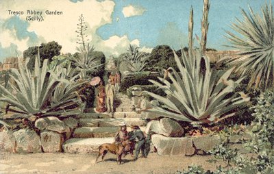 Tresco Abbey Garden、Scilly Isles、コーンウォール (カラー リソ) 作： English School