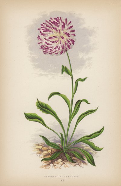 Trichinium Manglesii（カラーリトグラフ 作： English School