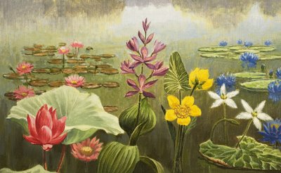 熱帯の水草 作： English School