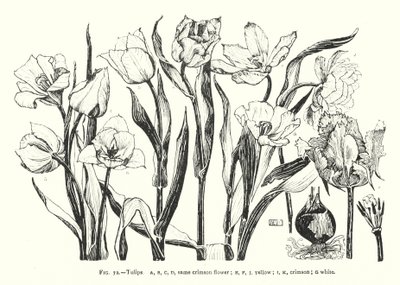 チューリップ；同じ深紅色の花；黄色；深紅色；白(彫刻) 作： English School