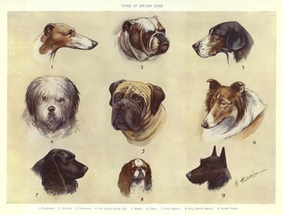 イギリスの犬の種類 作： English School