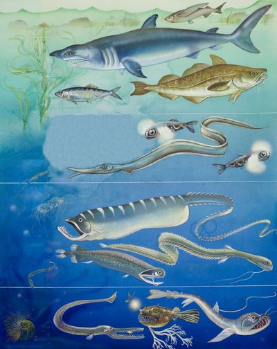 水中生物のモンタージュ（紙にガッシュ） 作： English School