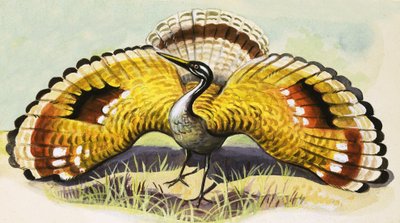 正体不明の鳥 作： English School