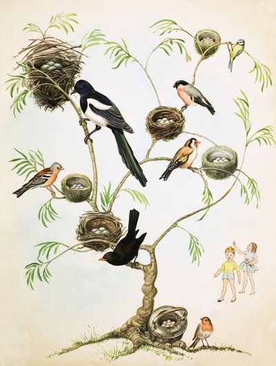 未確認の鳥と巣のモンタージュ 作： English School