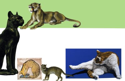 年齢のモンタージュを通して正体不明の猫 作： English School