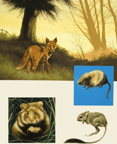 キツネを含む未確認の国の動物のモンタージュ 作： English School