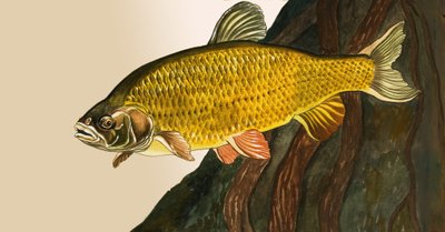 正体不明の魚 作： English School