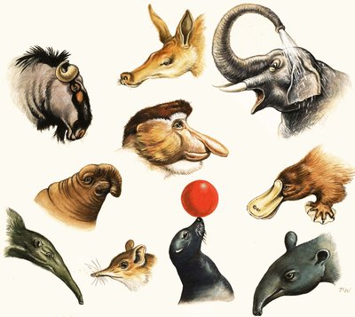 動物の鼻の正体不明のモンタージュ 作： English School