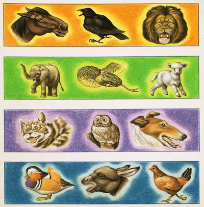 動物の正体不明のモンタージュ 作： English School