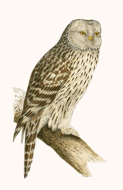 チャールズロバートブリー（1811-86）による「イギリス諸島では観察されないヨーロッパの鳥の歴史」からのイラストであるウラルフクロウは1867年に出版されました 作： English School