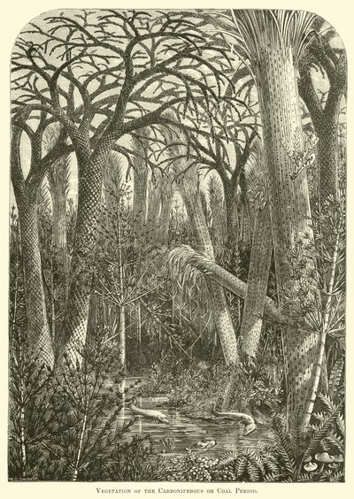 石炭紀または石炭時代の植生 作： English School