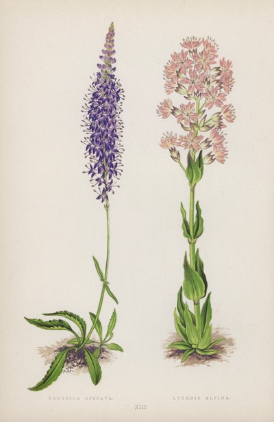 Veronica Spicata; Lychnis Alpina (カラーリトグラフ) 作： English School