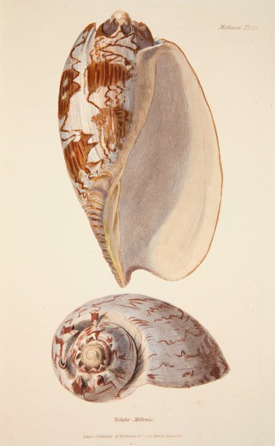 Voluta Miltonis、パブ。 1833年の手彩色彫刻。 作： English School