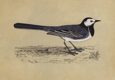 Wagtail（カラーリトグラフ 作： English School