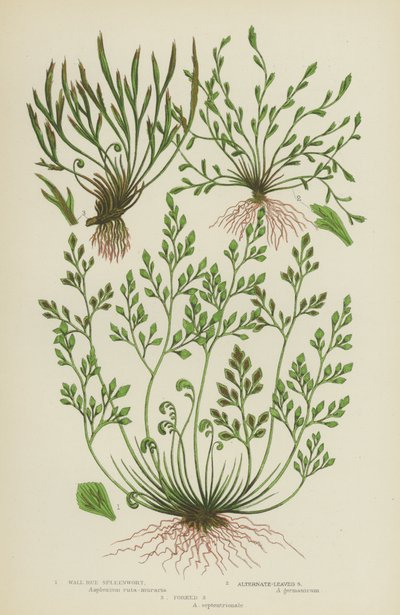 Wall Rue Spleenwort、交互葉のSpleenwort、分岐したSpleenwort（色リソ） 作： English School