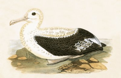 放浪アルバトロス、チャールズロバートブリー（1811-86）による「イギリス諸島では観察されないヨーロッパの鳥の歴史」のイラスト、1867年発行 作： English School