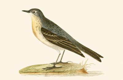 チャールズロバートブリー（1811-86）による「イギリスの島々では観察されないヨーロッパの鳥の歴史」からのイラスト、1867年公開 作： English School