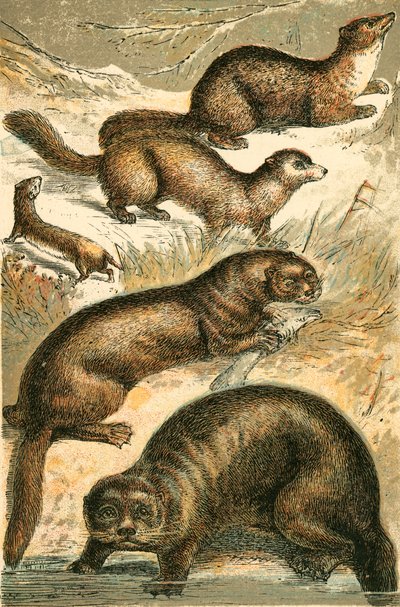イタチ、クロテン、テン、カワウソ、ラッコ 作： English School