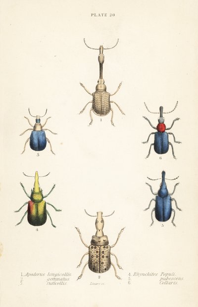 ゾウムシ：Attelabus longicollis 1、Attelabus gemmatus 2、Attelabus ruficollis 3、Byctiscus populi 4、Rhycnhites pubescens 5、Rhynchites collaris 6 作： English School