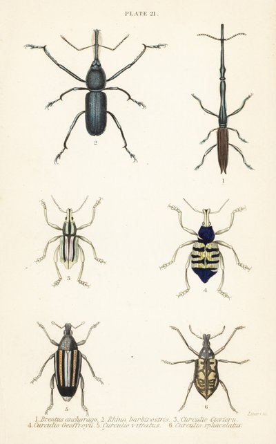 ゾウムシ：Brentus ancharago 1、Rhina barbirostris 2、Curculio cuviera 3、Eupholus geoffroyi 4、Larinus ursus 5、Curculio sphacelatus 6 作： English School
