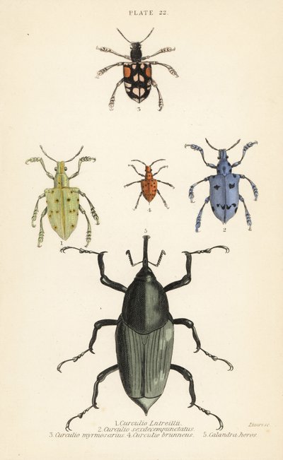 ゾウムシやカブトムシCurculio latreillii 1、Curculio sexdecempunctatus 2、Trichaptus mutillarius 3、Pissodes castaneus 4、Calandra heros 5 作： English School