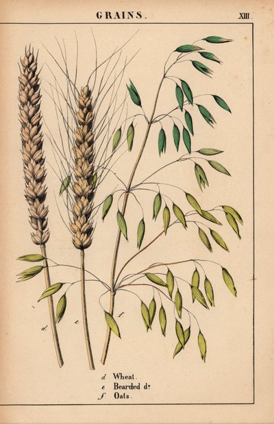 小麦、ひげを生やした小麦、オート麦。  、「教育的な絵本、または野菜の世界からの教訓」[シャーロット・メアリー・ヤング]、エジンバラより 作： English School