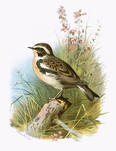 Whinchat 作： English School
