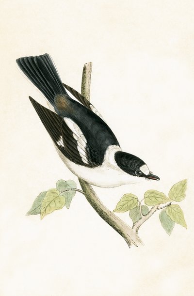 ホワイトカラーのヒタキ、チャールズロバートブリー（1811-86）による「イギリス諸島では観察されないヨーロッパの鳥の歴史」のイラスト、1867年発行 作： English School