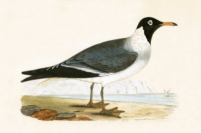 チャールズロバートブリー（1811-86）による「イギリスの島々では観察されないヨーロッパの鳥の歴史」からのイラスト、1867年に公開されたホワイトアイドカモメ 作： English School