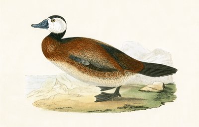 白頭アヒル、チャールズロバートブリー（1811-86）による「イギリスの島々では観察されないヨーロッパの鳥の歴史」のイラスト、1867年 作： English School
