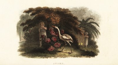 庭で子供たちとかくれんぼをするコウノトリ（Ciconia ciconia）。 作： English School