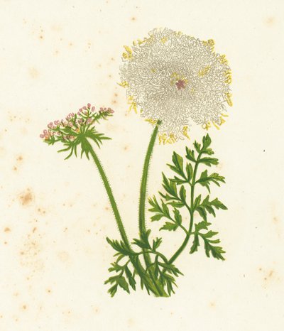 野生のニンジン、Daucus Carota 作： English School