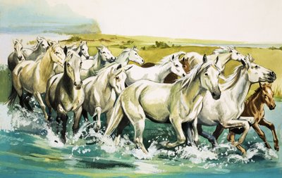 カマルグの野生の馬、1971 作： English School
