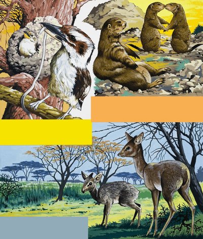 野生動物のモンタージュ 作： English School