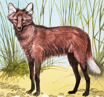 野生の犬 作： English School