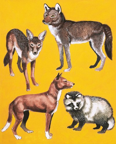 野生の犬のモンタージュ 作： English School