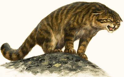 山猫 作： English School