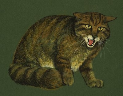 山猫 作： English School